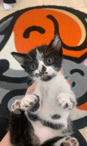 Gato branco e preto posando em frente ao logo do Pet Shop Boff em Caxias do Sul, destacando serviços de clínica veterinária especializada em banho e tosa.