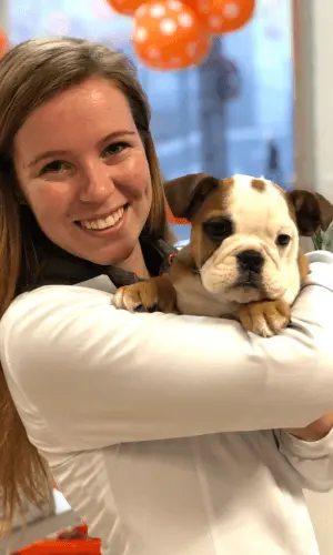 Cuidado e carinho da médica veterinária segurando um Bulldog Inglês na Clínica Veterinária Boff em Caxias do Sul, reforçando a excelência em atendimento veterinário perto de mim.