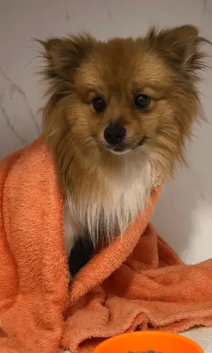 Ambiente acolhedor na Clínica Veterinária Boff em Caxias do Sul com um filhote de Spitz Alemão em coberta laranja, ideal para quem busca veterinária 24 horas.