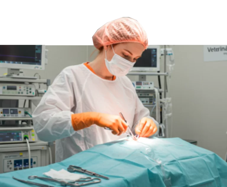 Médica da clínica veterinária realizando cirurgia com foco e cuidado em ambiente esterilizado